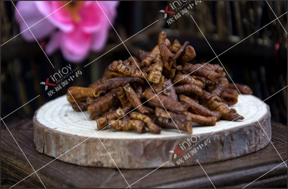 蜜遠志